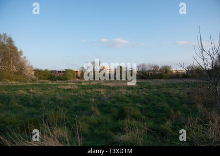 Soirée ensoleillée dans un parc commun Hartham, dans le Hertfordshire, à l'Est de l'Angleterre. Il est situé près du centre ville d'Hertford. Banque D'Images