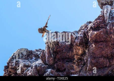 Le faucon pèlerin (Falco peregrinus) atterrissage sur une falaise rocheuse en Basse Californie, au Mexique. Banque D'Images