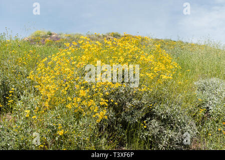 Belles fleurs sauvages - une partie de l'superbloom phénomènes dans les montagnes près de Walker Canyon Lake Elsinore, Californie du Sud Banque D'Images