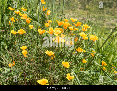 Belles fleurs sauvages - une partie de l'superbloom phénomènes dans les montagnes près de Walker Canyon Lake Elsinore, Californie du Sud Banque D'Images