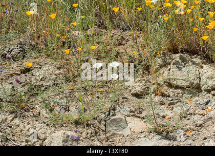 Belles fleurs sauvages - une partie de l'superbloom phénomènes dans les montagnes près de Walker Canyon Lake Elsinore, Californie du Sud Banque D'Images