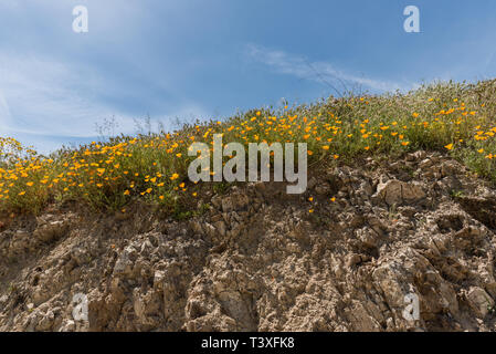 Belles fleurs sauvages - une partie de l'superbloom phénomènes dans les montagnes près de Walker Canyon Lake Elsinore, Californie du Sud Banque D'Images