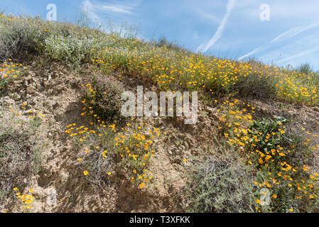 Belles fleurs sauvages - une partie de l'superbloom phénomènes dans les montagnes près de Walker Canyon Lake Elsinore, Californie du Sud Banque D'Images