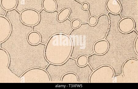 Image d'archive à partir de la page 875 de Die Rohstoffe des Pflanzenreichs . Die Rohstoffe des Pflanzenreichs Rohstofflehre : versuch einer Technischen des Pflanzenreiches dierohstoffedesp03wies Année : 1921 U r : 'jckkt WcAVi et Fig. 304. Caesalpuiia digtjna Rottl. Partie Querschnittes Perikarp und durch das. rp Oberha (die Außenwand der Zellen stark) aufgequollen Sekretzellen, h, seh Schwammparencliym ; Vergr. 6( Perikarps ist eine weiße gelblich, dünne, spröde Haut, der an der freien (inneren) eine feste Oberfläche, glasglänzende durchsichtige farblose, Masse, oft erstarrte bildend Tröpfchen, anha Banque D'Images