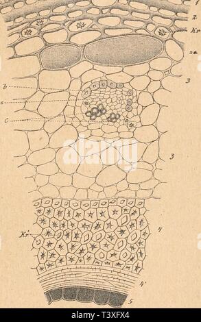 Image d'archive à partir de la page 898 de Die Rohstoffe des Pflanzenreichs . Die Rohstoffe des Pflanzenreichs Rohstofflehre : versuch einer Technischen des Pflanzenreiches dierohstoffedesp03wies Année : 1921 Zweiiindzwanzigster la section. Früchte. 887 holzten prosenchymatischen Zellen besitzen und sehr reichlich schmale Spiroiden führung (Fig. 320). Das Parenchym dünnwandigen setzt sich aus, unregelmäßigen, ver- , schieden großen Zellen zusammen, die einen je compilée (auch eine Kristalldruse Oxalatkristall) oder sehr eigentümliche, - r j v . längliche, drei- bis vier- eckige, faltigstreifige lichg- röt, Banque D'Images