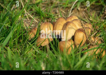 Inkcap scintillants mushroom sur un pré au printemps Banque D'Images