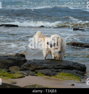 Une crème (et humide) chiot Golden Retriever dog s'amusant à la mer sur les rochers de l'estran peeking Banque D'Images