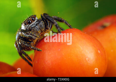 Macro extrême de rowan berry et belle araignée sauteuse avec le pollen jaune sur elle Banque D'Images