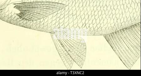 Image d'archive à partir de la page 128 de mourir Ssswasserfische streichischen der Monarchie Banque D'Images