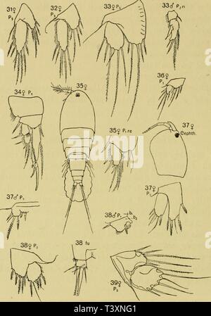 Image d'archive à partir de la page 129 de Adria Versuch Die Planctoncopepoden Banque D'Images