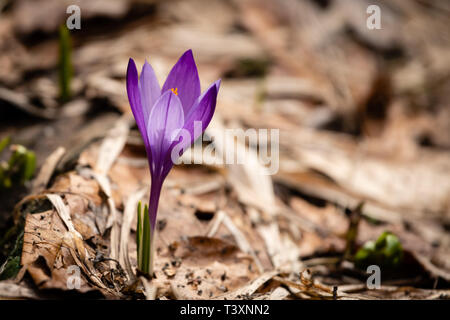 Un Crocus mauve - l'une des premières fleurs qui fleurit sur un chemin de montagne au début d'avril. La montagne Vitosha, la Bulgarie. Purple Crocus de printemps Banque D'Images