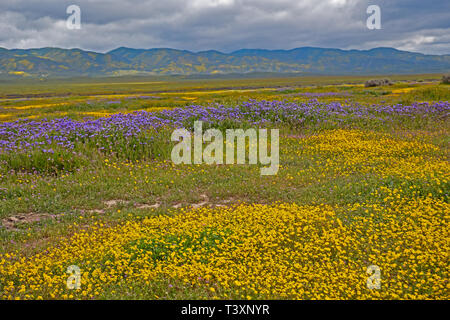 Super Bloom dans Carrizo Plain, Californie Banque D'Images