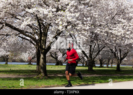 Philadelphia, PA, USA - 9 Avril 2019 : un African American man déroule le cours des fleurs de cerisier en pleine floraison sur une première matinée de printemps. Banque D'Images