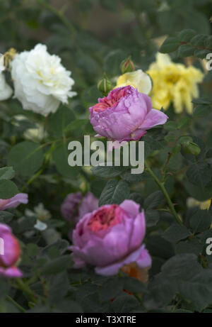 Belles fleurs rose à deux tons libre. Série Spring garden, Mallorca, Espagne. Banque D'Images