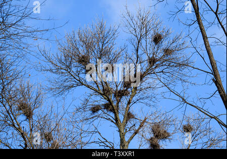 Nids de corbeaux sur les hautes branches des arbres. La fin de l'automne. Nids d'oiseaux Banque D'Images