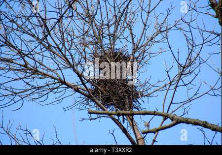 Nids de corbeaux sur les hautes branches des arbres. La fin de l'automne. Nids d'oiseaux Banque D'Images