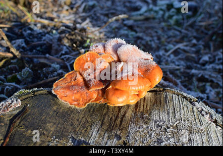 Champignons Orange sur un tronçon. Nouvelle vie sur le bois mort. Banque D'Images