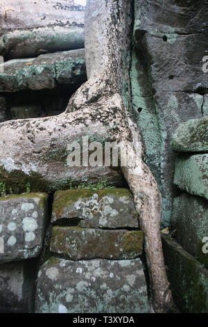 Détail de la pierre et l'arbre-racine, cour intérieure, Ta Prohm, Angkor, Siem Reap, Cambodge Banque D'Images