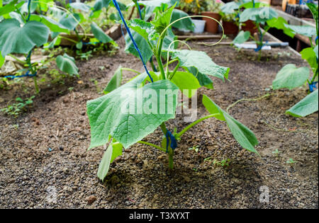 Les concombres les semis. La culture des concombres en serre. Semis dans la serre. De plus en plus de légumes dans des serres Banque D'Images