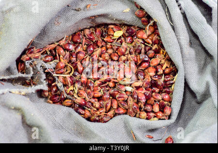 Graines de sorgho dans un sac. Graines rouges d'un balai. Le sorgho Stern. Un sac de graines de sorgho sorgho. Les graines de semence. Banque D'Images