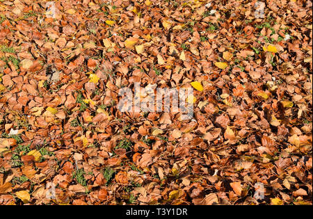 Arrière-plan de texture à partir de feuilles d'un peuplier. Un tapis d'automne feuillage d'automne jaune. la tournée des feuilles sèches d'un peuplier Banque D'Images