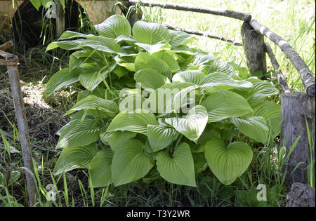 Large Bord Hosta (Hosta) Banque D'Images