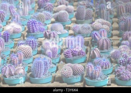 Abstract Blue Cactus Plantes en pots. Série Spring garden, Mallorca, Espagne. Banque D'Images