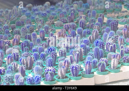 Abstract Blue Cactus Plantes en pots. Série Spring garden, Mallorca, Espagne. Banque D'Images