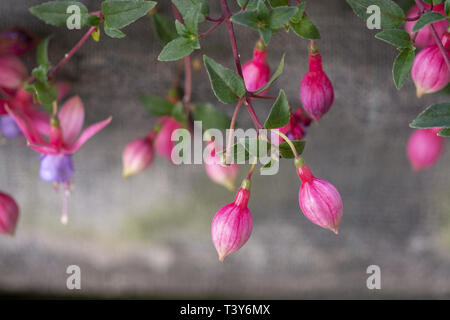 Fleurs violet rose fuchsia. Série Spring garden, Mallorca, Espagne. Banque D'Images