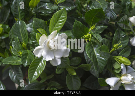 Belle fleur gardenia blanc libre. Série Spring garden, Mallorca, Espagne. Banque D'Images