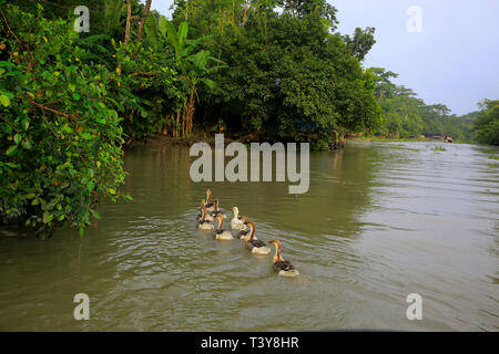 Un troupeau de swan piscine sur un canal à Najirpur dans Pirojpur. Le Bangladesh. Banque D'Images