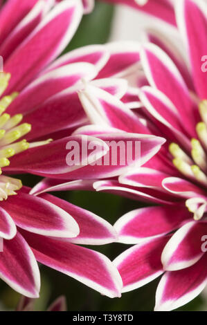 Fleurs Daisy, gros plan, l'accent local Banque D'Images