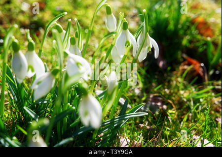 Perce-neige dans l'herbe sur un champ Banque D'Images