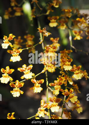 Orchidées d'or. Banque D'Images