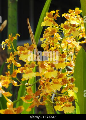 Orchidées d'or. Banque D'Images