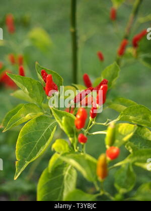 Red, hot, piments d'oiseau sur un buisson dans un jardin. Spicey ingrédients pour aliments chauds. Piments rouges pour l'indienne, mexicaine et asiatique. Banque D'Images