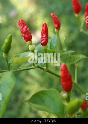 Red, hot, piments d'oiseau sur un buisson dans un jardin. Spicey ingrédients pour aliments chauds. Piments rouges pour l'indienne, mexicaine et asiatique. Banque D'Images