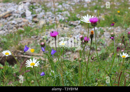 Flowerfield dans les Alpes Suisses Banque D'Images