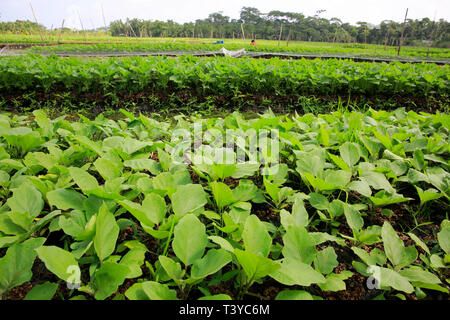 Fermes flottantes dans les districts côtiers de Pirojpur ont été reconnus comme des systèmes ingénieux du patrimoine agricole mondial par l'Organisation des Nations Unies pour l'alimentation et l'Agricu Banque D'Images