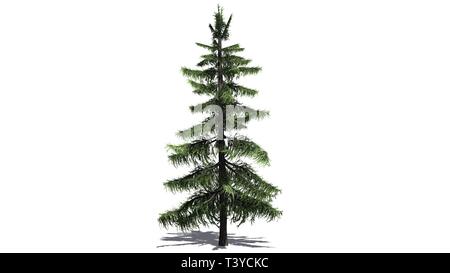 Alaska cèdre - isolé sur fond blanc Banque D'Images