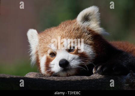 Le panda rouge / Petit / Panda Ailurus fulgens portrait Banque D'Images