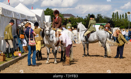 Entrants en classe équine habillés en vêtements & hats à califourchon sur poneys chevaux gris (concurrents dans la pratique anneau) - Grand Show du Yorkshire, England, UK Banque D'Images