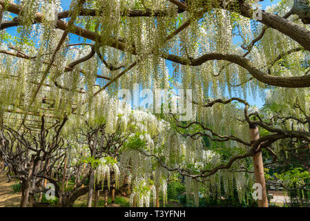 Belles fleurs de glycine blanche arbres fleuris trellis, fleurs au printemps journée ensoleillée à Ashikaga Flower Park, la préfecture de Tochigi. Le Japon Banque D'Images