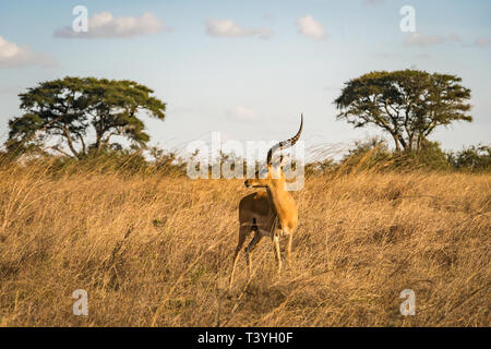 Gazelle Impala dans le parc national de Nairobi, acacia arbres en arrière-plan Banque D'Images