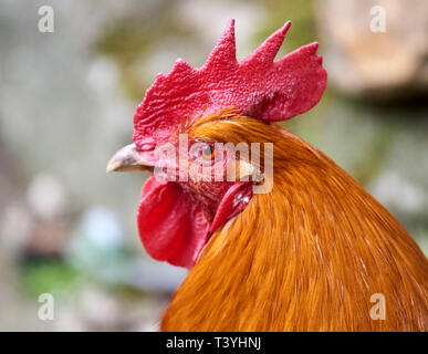 Close up de poulets head, UK Banque D'Images