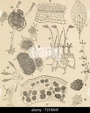 Image d'archive à partir de la page 428 de Die pilze dans morphologischer physiologischer,, Banque D'Images