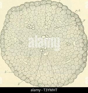 Image d'archive à partir de la page 428 de Die Rohstoffe des Pflanzenreiches ; Versuch Banque D'Images