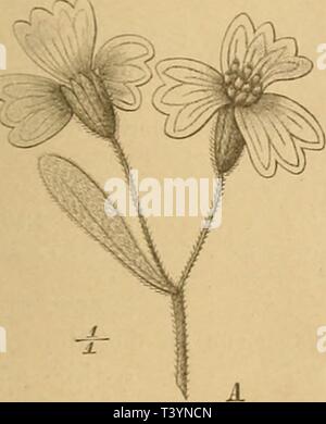 Image d'archive à partir de la page 468 de die natürlichen Pflanzenfamilien nebst. Die Natürlichen Pflanzenfamilien : nebst ihren Gattungen und Arten von den wichtigeren dienatrlichenp, Nutzpflanzen44fr Année : 1887 oinposihie llolliiiaiin.r.. 253 •48 i. Clappia A. (ir. Niillelruß oilcr Kl', zicinlicli äroß ZwcigciKloii à l'UA, den Sestiell lielero.ani, Hll ;)d. borstig ; Fr, schmal, lindrisdi ex 8 - J'orippig. - Krauler abwechselnden Kahle mit B. 2 Arten, cl. snaedifutia A. Gr. llfiscliijeii au Texas SBMF 2010 H., treiben und Hl. vorjjreitorten 00 Westfalica Borsten) auraiitiara üenth CL und im. Banque D'Images