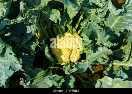 Le Chou-fleur au début de la Matinée Banque D'Images