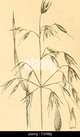Image d'archive à partir de la page 768 de Die Pflanzenfeinde aus der Klasse. Pflanzenfeinde die aus der Klasse der Insekten. Nach Ein Handbuch sämmtlicher Pflanzenfamilien geordnetes auf den einheimischen Pflanzen bisher beobachteten Insekten zum Gebrauch für Entomologen Insektensammler Botaniker,,, Land- und Forstwirthe diepflanzenfeind00kalt und Gartenfreunde Année : 1874 Gräser. Oiaraiiieae. ayo uniflora, M. nutans, und Brachypodium Bromus. Die ist ein brüun Mine- liclier aufgeblähter höckeriger, Gang mit oder runzeliger Oberfläche. Der Falter fliegt im Mai und Juni, dann wieder im August. (Linn. ent. Banque D'Images